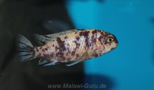 Tropheops gracilior 'Lutara Reef' (Cove Mountain)